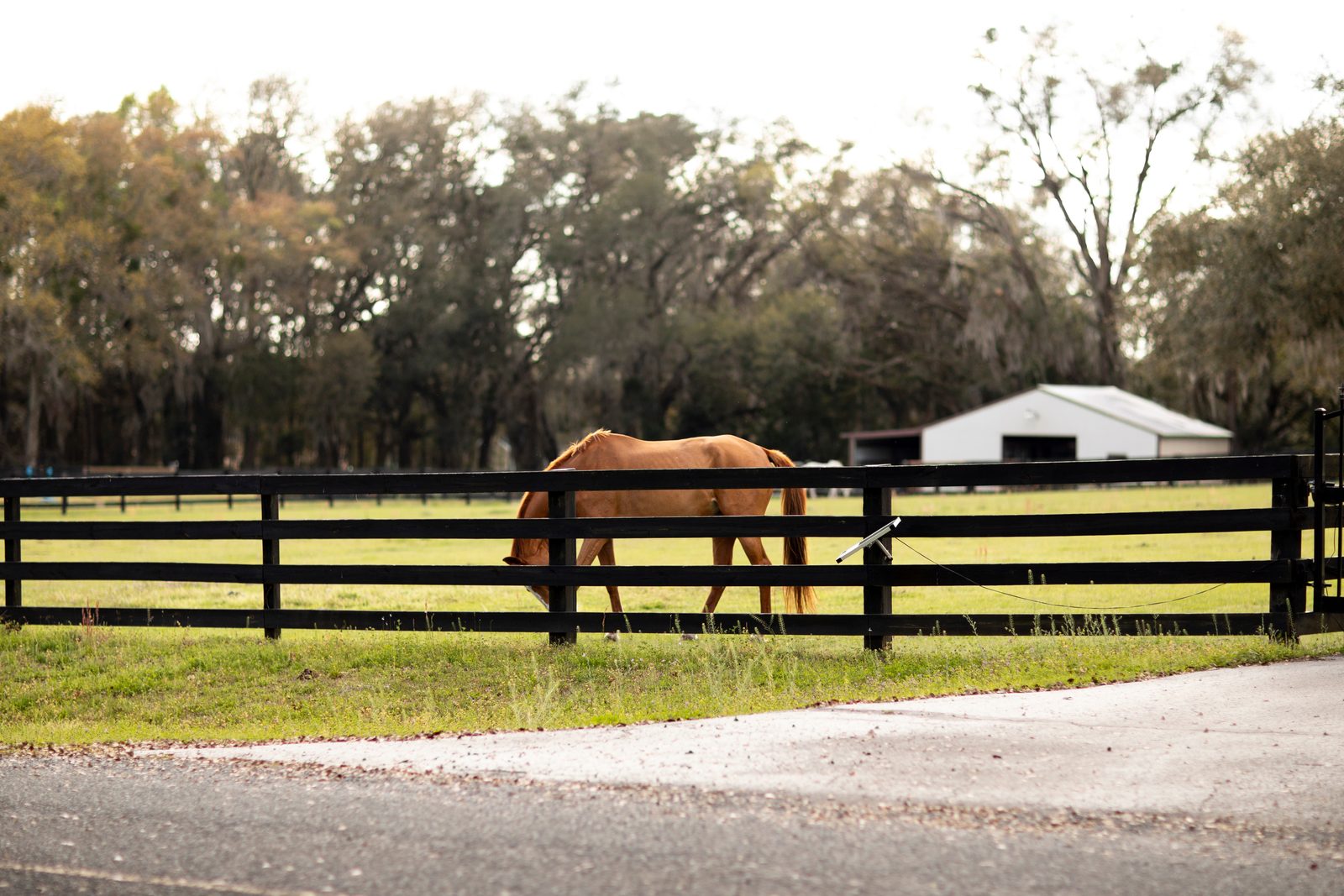 A horse grazing behind a wooden fence